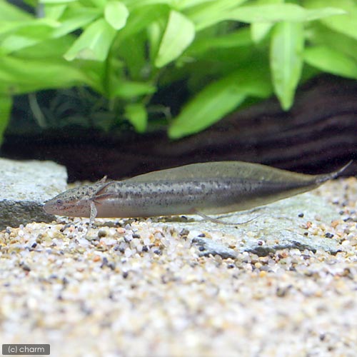 （熱帯魚）プロトプテルス・アンフィビウス（１匹）　北海道・九州航空便要保温