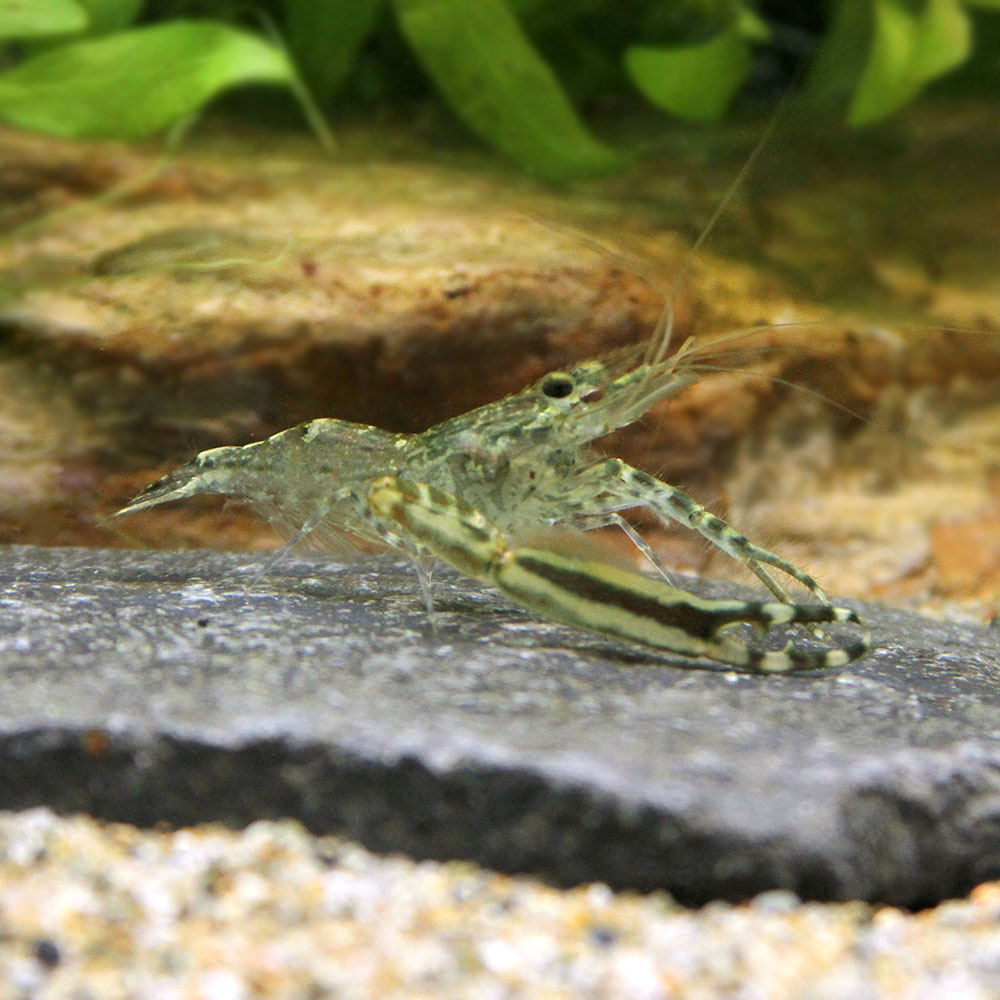 楽天市場 エビ オオテナガエビ １匹 北海道航空便要保温 Charm 楽天市場店