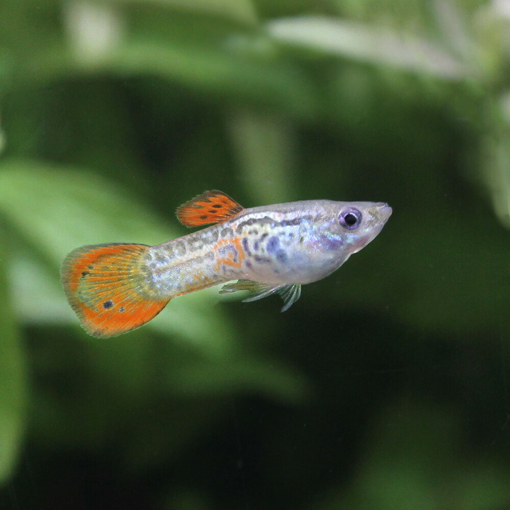 驚きの価格が実現 熱帯魚 外国産ミックスグッピー ３０ペア 北海道 九州 沖縄航空便要保温 観賞魚 水中生物 Marcassrl Com Ar