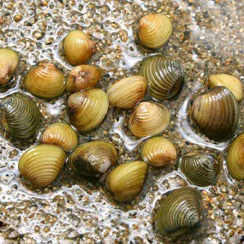 貝 tsubugaipp250g-1.jpg?v=1635232851