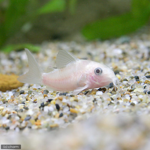 楽天市場 熱帯魚 コリドラス パンダ ゴールデン ヨーロッパブリード １匹 北海道航空便要保温 Charm 楽天市場店