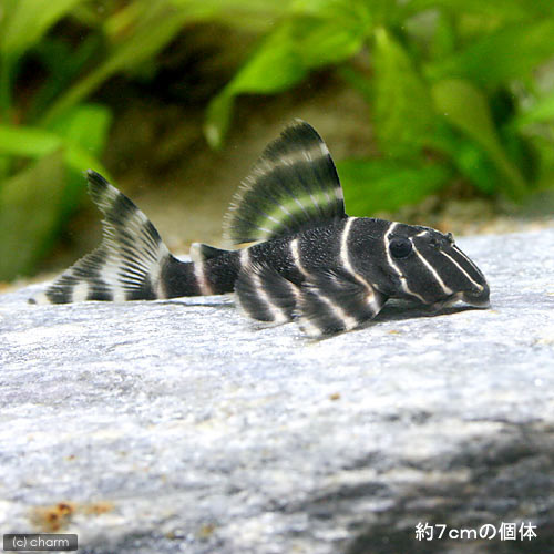 ▼エンペラー・ペコルティアSサイズ(1匹)《北海道・九州・沖縄航空便要保温》