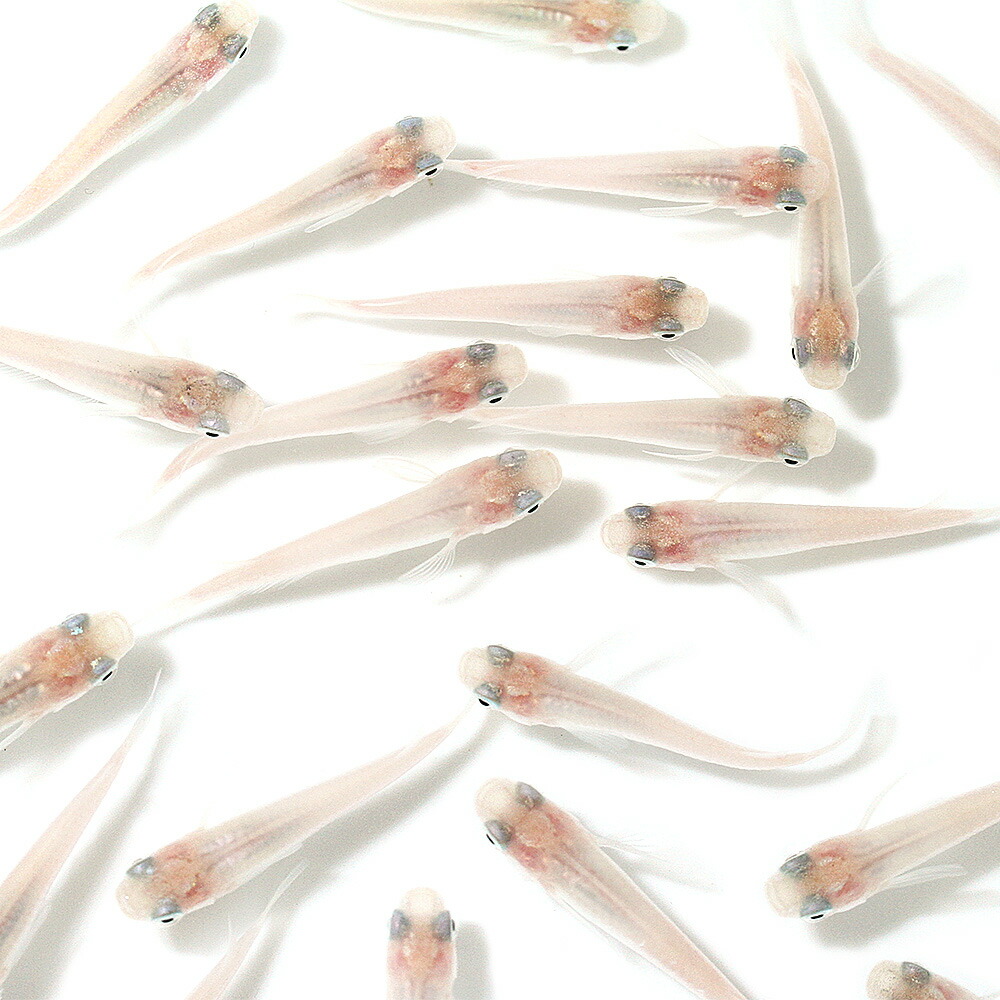 楽天市場】（めだか）オロチメダカ 桃ちゃんメダカブリード（10匹