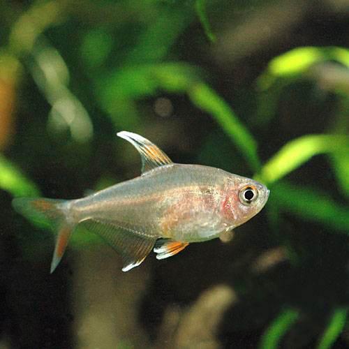 楽天市場 熱帯魚 ホワイトフィン ロージーテトラ ５匹 北海道 九州 沖縄航空便要保温 Charm 楽天市場店