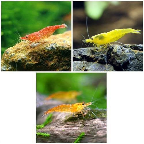 楽天市場 エビ レッドヌマエビ ３匹 Charm 楽天市場店