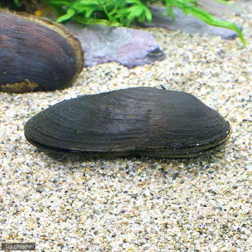 エビ 軟体動物 カワシンジュ貝 匹 北海道航空手紙エキス保温 Hotjobsafrica Org