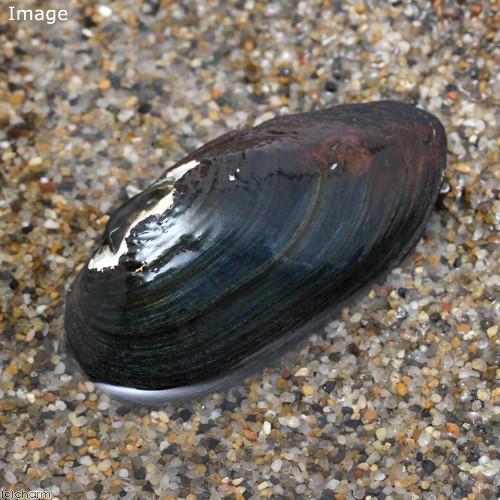 楽天市場 エビ 貝 イシ貝 ６匹 北海道 九州航空便要保温 Charm 楽天市場店