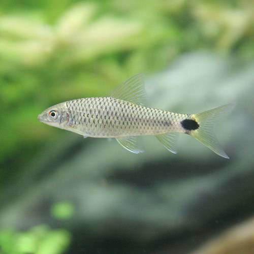 楽天市場】（熱帯魚）シルバー・フライングフォックス（3匹） 北海道