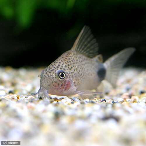 熱帯魚 コリドラス カウディマキュラータス ３匹 ワイルド 沖縄別途送料 北海道航空便要保温