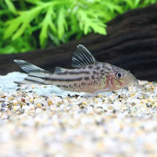 人気ショップが最安値挑戦 楽天市場 熱帯魚 コリドラス ロビネアエ ワイルド ３匹 北海道 九州航空便要保温 沖縄別途送料 Charm 楽天市場店 50 Off Psht Or Id