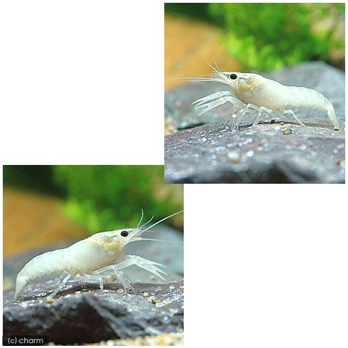 楽天市場 ザリガニ 白ザリガニ ｓサイズ ３匹 北海道航空便要保温 Charm 楽天市場店