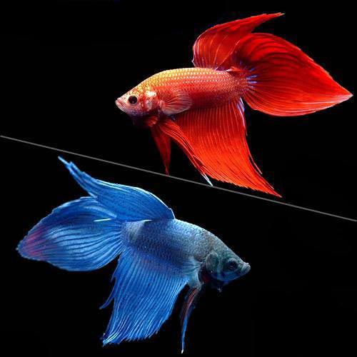 楽天市場】（熱帯魚）ベタ・スーパーデルタテール スーパーホワイト