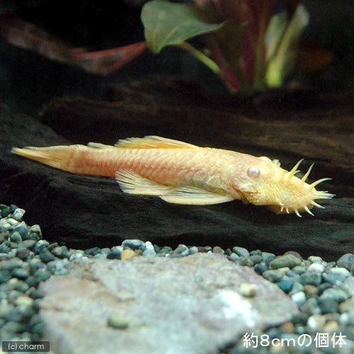 楽天市場 熱帯魚 アルビノミニブッシープレコ ６匹 北海道 九州航空便要保温 Charm 楽天市場店