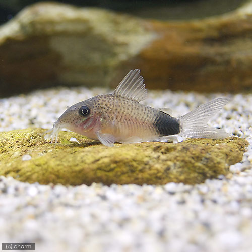 熱帯魚 コリドラス マツザカエ ワイルド 1匹 北海道航空便要保温 沖縄別途送料 Charm 店 熱帯魚 コリドラス マツザカエ ワイルド 1匹 北海道航空便要保温 沖縄別途送料 Charm 店