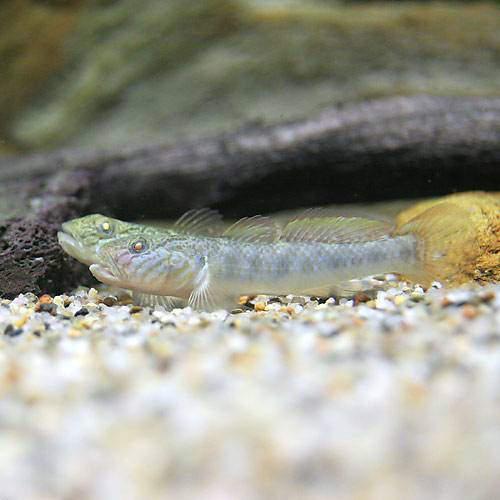 楽天市場 淡水魚 アカザ １匹 Charm 楽天市場店