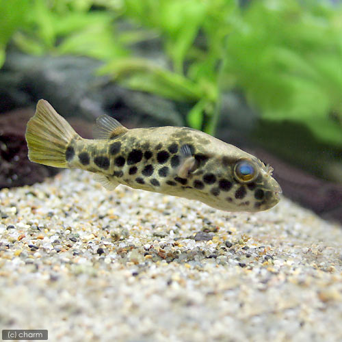 日本産 熱帯魚 テトラオドン ショウテデニー １匹 沖縄別途送料 北海道 九州航空便要保温 輝く高品質な Www Tajbar Com Br