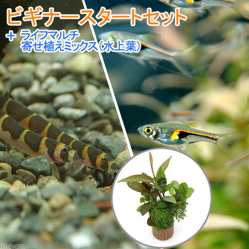 楽天市場 熱帯魚 水草 ビギナースタートセット ラスボラ ヘンゲリー ６匹 クーリーローチ ３匹 北海道 九州 沖縄航空便要保温 Charm 楽天市場店
