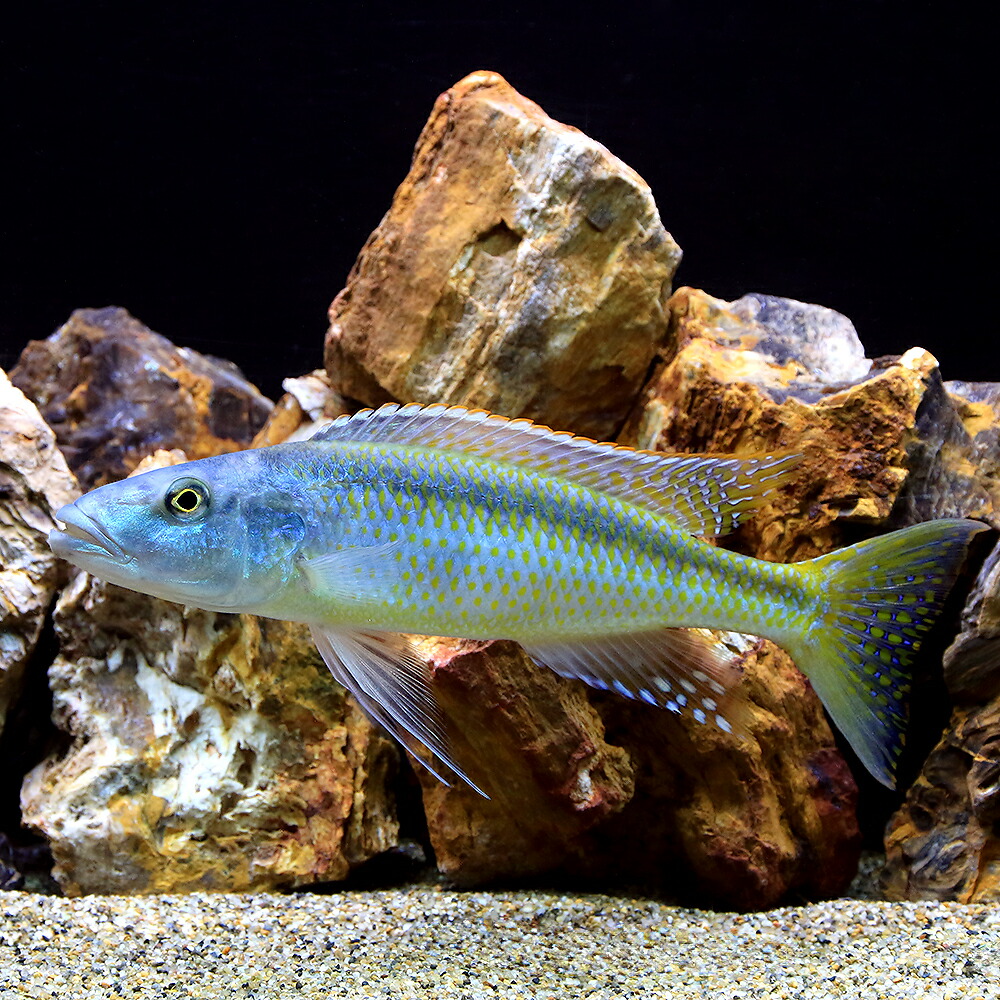 （熱帯魚）カンプソクロミス・カエルレウス　約１８～２２ｃｍ（１匹）　北海道・九州航空便要保温