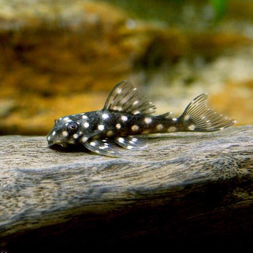 国内正規品 熱帯魚 インペリアルゼブラプレコ sサイズ ブリード 1匹 北海道 九州 沖縄航空便要保温 ペット 花 ガーデニング Diy 国内正規品 熱帯魚 インペリアルゼブラプレコ sサイズ ブリード 1匹 北海道 九州 沖縄航空便要保温 ペット 花 ガーデニング Diy