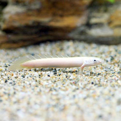 楽天市場】（熱帯魚）ポリプテルス・セネガルス Sサイズ（約6