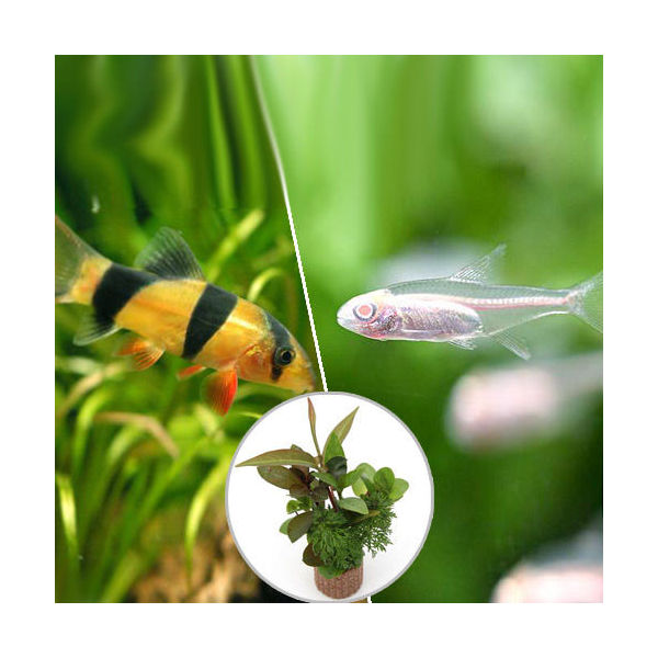 楽天市場 熱帯魚 クラウンローチ １匹 北海道 九州 沖縄航空便要保温 Charm 楽天市場店