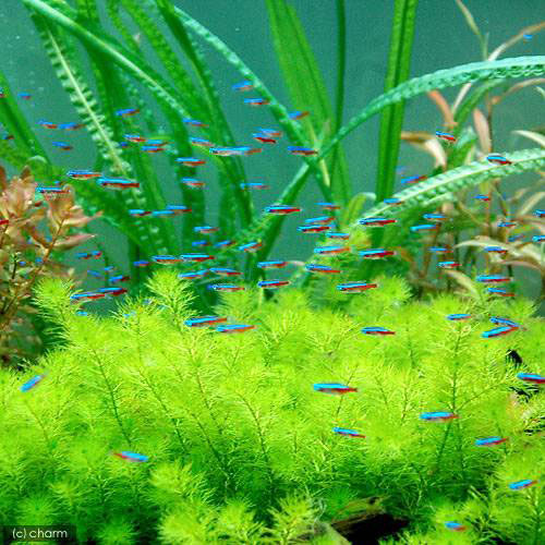 楽天市場 熱帯魚 カージナルテトラ ワイルド １０匹 オランダ ラミレジィ 国産ブリード ３匹 北海道 九州航空便要保温 Charm 楽天市場店