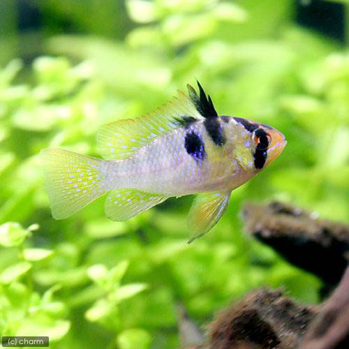 chanet tropical fish cardinal
