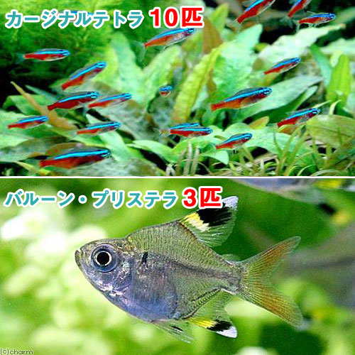 楽天市場 熱帯魚 カージナルテトラ ワイルド １０匹 バルーン プリステラ ３匹 北海道 九州航空便要保温 Charm 楽天市場店