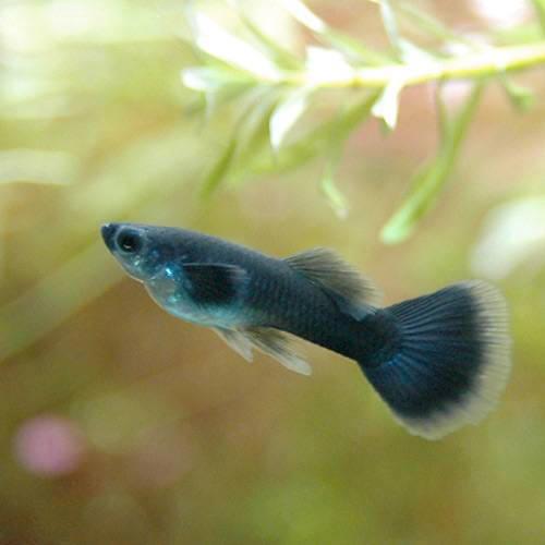 熱帯魚 フルブラック グッピー ３ペア 国産グッピー 北海道 九州航空便要保温