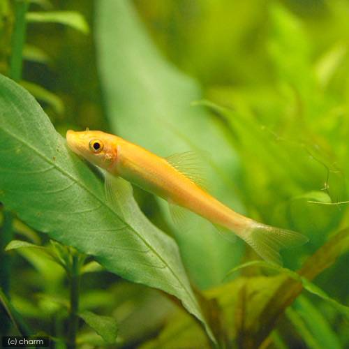 楽天市場 熱帯魚 水槽お役立ちセット コケ スネール対策用 ２種 ５匹 北海道 九州航空便要保温 Charm 楽天市場店