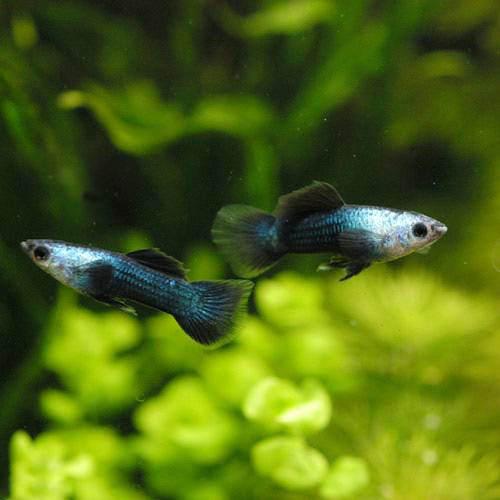 楽天市場 熱帯魚 モスコーパンダ グッピー 国産グッピー ３ペア 北海道航空便要保温 Charm 楽天市場店