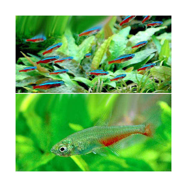 楽天市場 熱帯魚 カージナルテトラ ワイルド １０匹 グリーンファイアー テトラ ６匹 北海道 九州航空便要保温 Charm 楽天市場店
