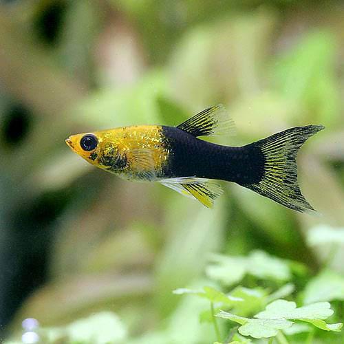 楽天市場 熱帯魚 ゴールデンブラックライヤーテールモーリー １２匹 北海道 九州航空便要保温 Charm 楽天市場店