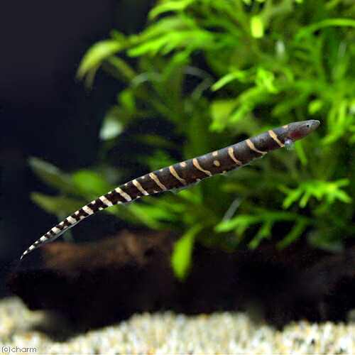 楽天市場】（熱帯魚）オーストラリアン・シーパーチ（バラマンディ