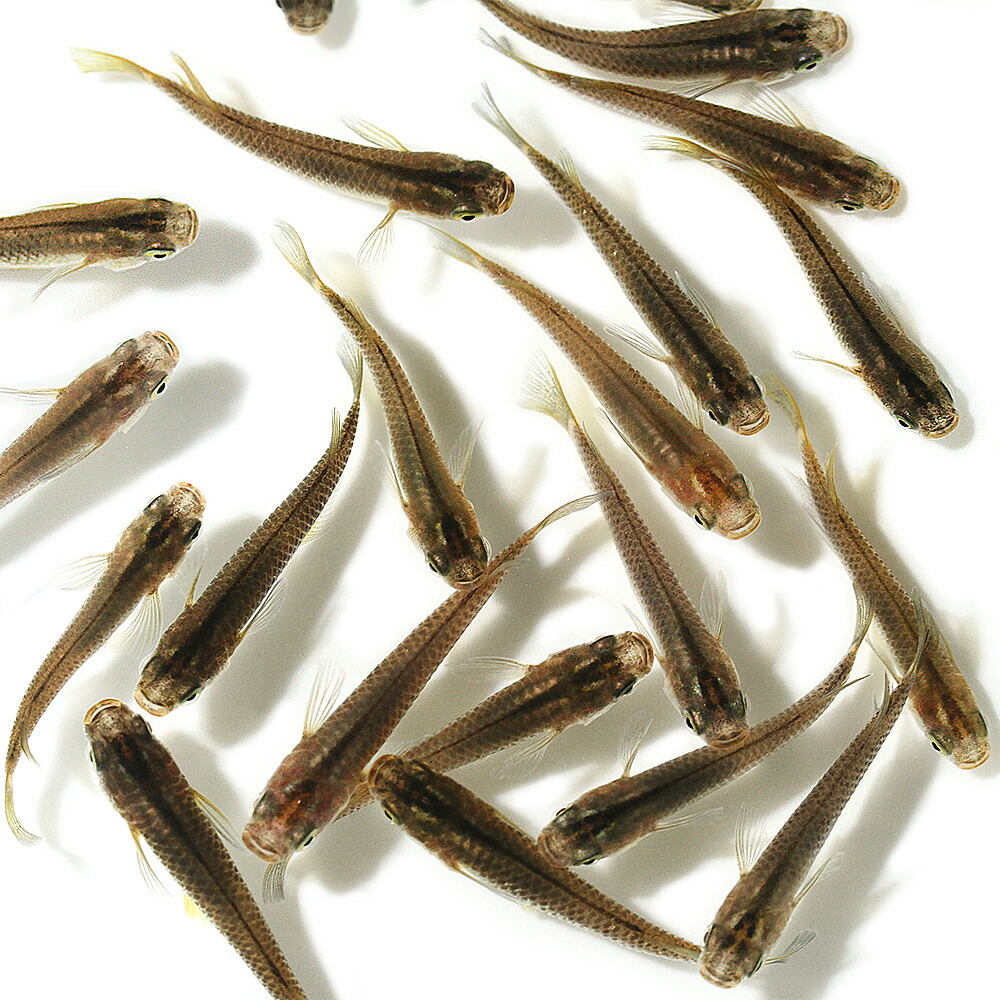 【楽天市場】（めだか）黒メダカ（100匹）：charm 楽天市場店