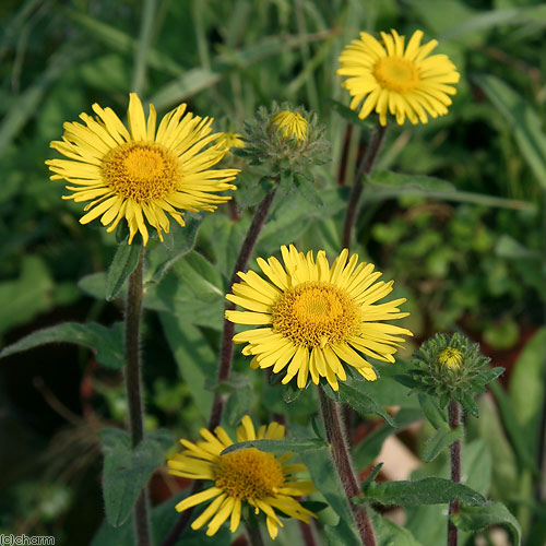 山野草 フタバアオイ(双葉葵)、80株以上。那須産。H！ dショッピング