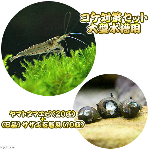 （エビ・貝）コケ対策セット　大型水槽用　ヤマトヌマエビ（２０匹）　＋（Ｂ品）サザエ石巻貝（１０匹）　北海道航空便要保温