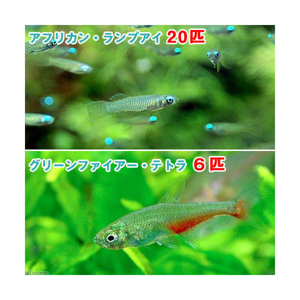 最大82%OFFクーポン 熱帯魚 コイ ガラ ルファ ドクターフィッシュ 2cm± 15匹