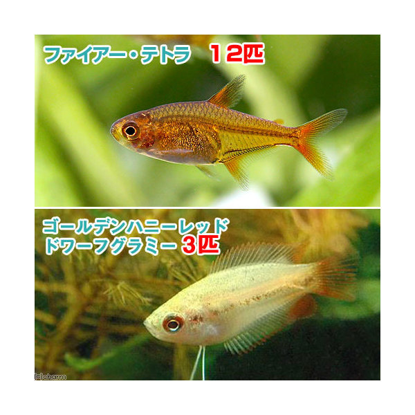 楽天市場 熱帯魚 ゴールデンハニーレッド ドワーフグラミー ３匹 ファイアー テトラ １２匹 北海道航空便要保温 Charm 楽天市場店