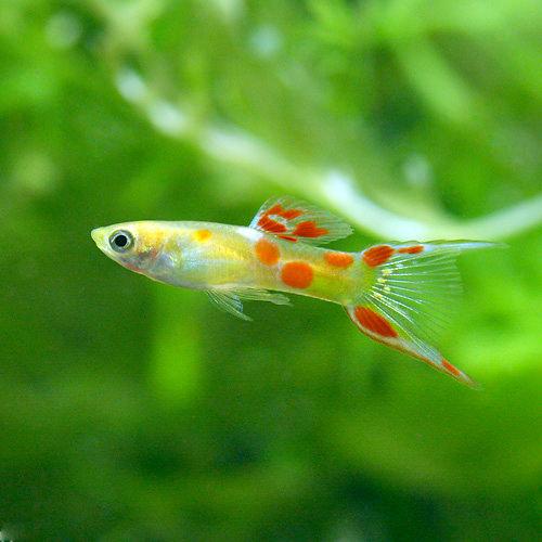 楽天市場 熱帯魚 エンドラーズ グッピー ゴールデン オス 外国産 3匹 北海道 九州 沖縄航空便要保温 Charm 楽天市場店 楽天市場 熱帯魚 エンドラーズ グッピー ゴールデン オス 外国産 3匹 北海道 九州 沖縄航空便要保温 Charm 楽天市場店