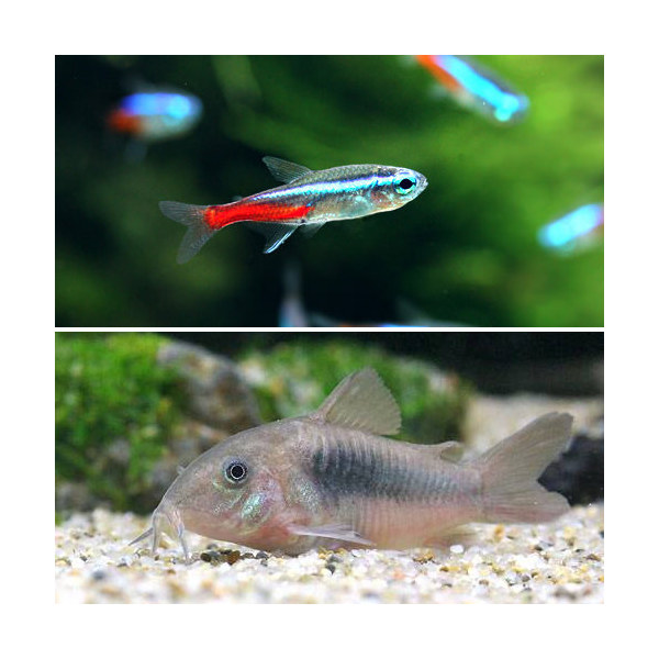 楽天市場】（熱帯魚）３０ｃｍ水槽用小型魚セット（ネオンテトラ１０匹＋Ｃｏ．パンダ３匹） 北海道航空便要保温 : charm 楽天市場店