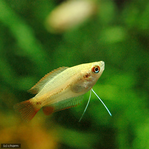 楽天市場 熱帯魚 ブラック ネオン １０匹 ゴールデンハニーレッド ドワーフグラミー ２匹 北海道航空便要保温 Charm 楽天市場店