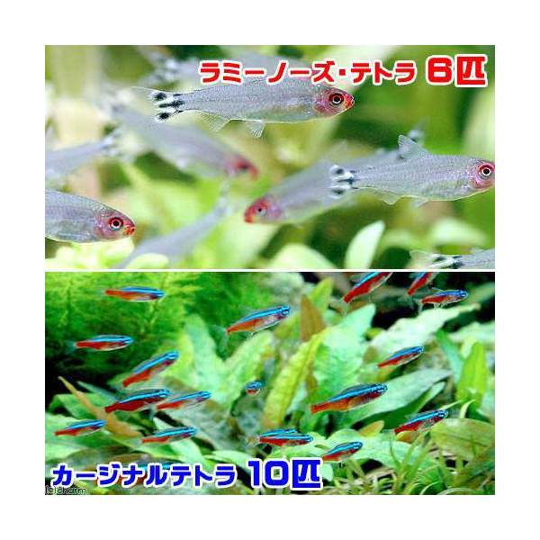 楽天市場】（熱帯魚）カージナルテトラ（ワイルド）（１０匹） 北海道・九州航空便要保温 : charm 楽天市場店