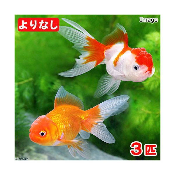楽天市場 国産金魚 よりなし 無選別 オランダ獅子頭 素赤 更紗 ３匹 Charm 楽天市場店