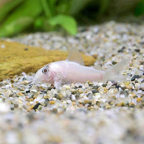 熱帯魚 コリドラス パンダ ゴールデン ヨーロッパブリード ３匹 北海道航空便要保温 沖縄別途送料 見事な