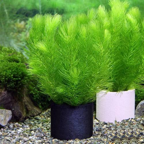 楽天市場 水草 ハニカムシェルターブラック マツモ 無農薬 １個 Charm 楽天市場店