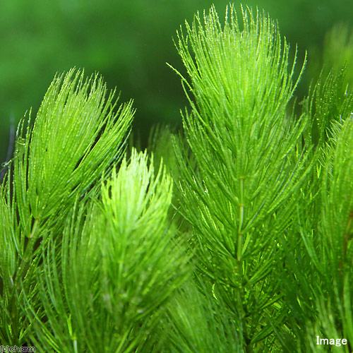 楽天市場 水草 ハニカムシェルターブラック マツモ 無農薬 １個 Charm 楽天市場店