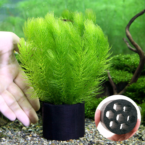 楽天市場 水草 ハニカムシェルターブラック マツモ 無農薬 １個 Charm 楽天市場店