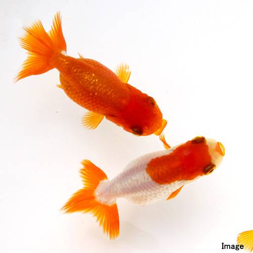 楽天市場】（金魚）らんちゅう型ミックス（外国産）（1匹） : charm