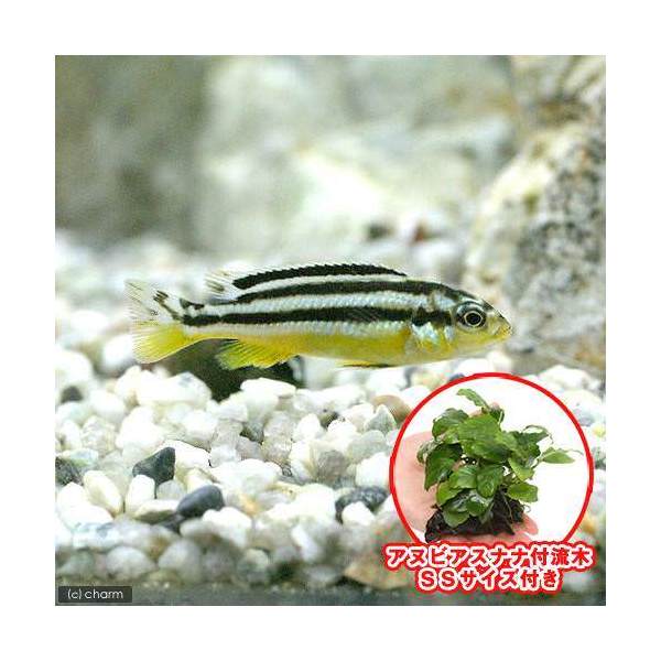 楽天市場 熱帯魚 水草 イエローストライプ シクリッド ４匹 巻きたて アヌビアスナナ 付流木 ｓｓサイズ １個 北海道航空便要保温 Charm 楽天市場店